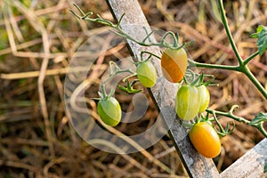 Vegetable bed from backyard home garden