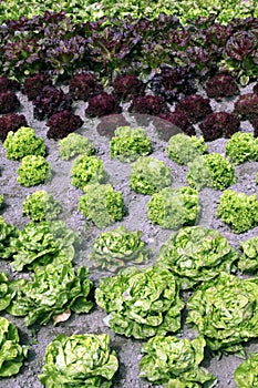 Vegetable bed with different types of salads