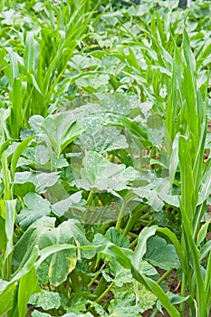 Vegetable bed in garden