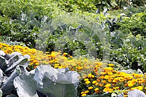 Vegetable bed with mixed crops