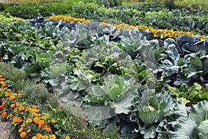 Vegetable bed with mixed crops