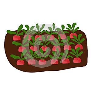 Vegetable bed to grow radish in the garden or farm. Isolated gardening illustration in watercolor