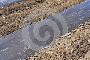 Vegetable Beds Covered with Biodegradable Plastic Mulch Films