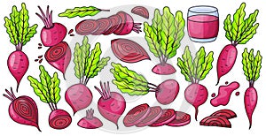 Vegetable of beet vector color set icon. Vector illustration beetroot root on white background .Isolated color set icon food of