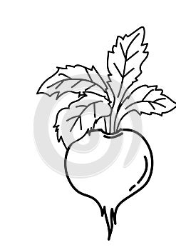 Vegetable black and white lineart illustration