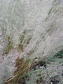 Vegetable blurred green silvery background from wild wild oats grass, panicles seeds,