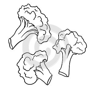 Vegetable broccoli closeup isolated on a white background