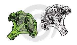 Vegetable broccoli isolated on white background. Fresh food vector illustration