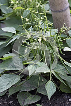 Vegetable - Bush Bean - Mascotte photo