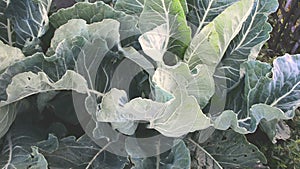 Vegetable cabbage grows