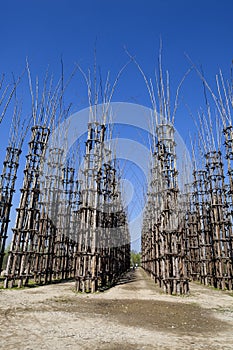 The Vegetable Cathedral in Lodi, Italy, made up 108 wooden columns among which an oak tree has been planted
