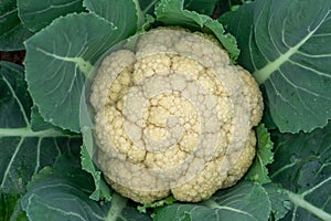 Vegetable cauliflower grown in farmland