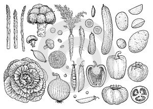 Vegetable collection, illustration, drawing, engraving, ink, line art, vector