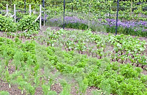 Vegetable community allotment in English rural village