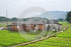 Vegetable conversion of farmers in china.