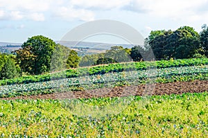 Vegetable crop on a Lancashire farm with Winter Hill in the distance