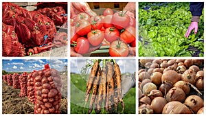 Vegetable Crop Production and Management - Photo Collage