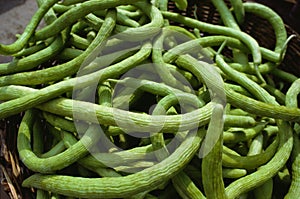 Vegetable, cucumber kakdi, Bihar, India