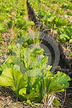 Vegetable cultivation