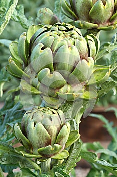 Vegetable Cynara cardunculus