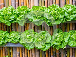 Vegetable in decorated wall vertical garden Idea