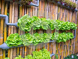 Vegetable in decorated wall vertical garden