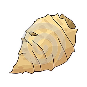 Illustration of Sunchoke