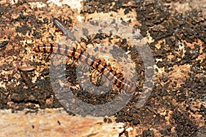 Vegetable-eating milliped