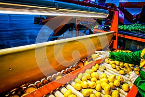Vegetable factory - potato on assembly line for sorting, processing and packing