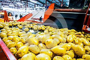 Vegetable factory - potato on assembly line for sorting, processing and packing