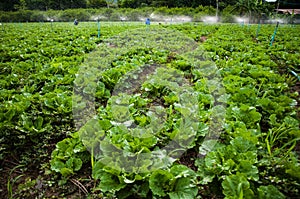 Vegetable farm