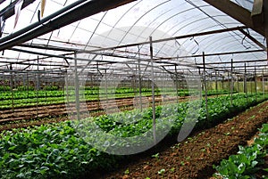 Vegetable farm