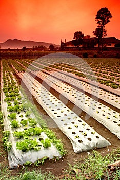 Vegetable Farm Fields