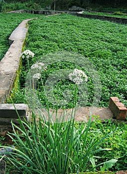 Vegetable farm, tropics