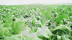 Vegetable farming. Close-up shot of leaves of ripening sugar beet.