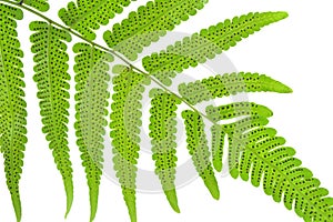 Vegetable fern