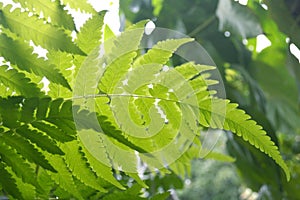 Vegetable fern Diplazium sp.