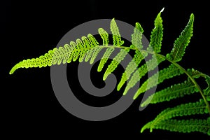 Vegetable fern photo