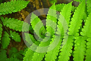 Vegetable fern photo