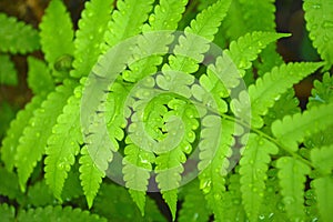 Vegetable fern photo