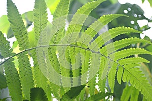Vegetable fern Diplazium sp. with spore at backside of leaf