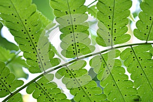 Vegetable fern Diplazium sp. with spore at backside of leaf