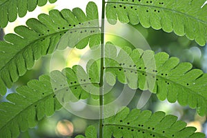 Vegetable fern Diplazium sp. with spore at backside of leaf