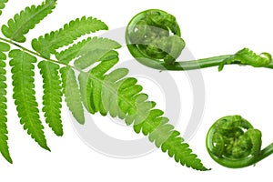 Vegetable fern leaves