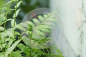 Vegetable fern leaves