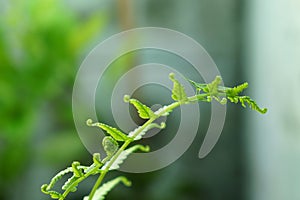 Vegetable fern leaves and  a grasshopper