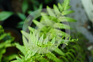 Vegetable fern leaves and  a grasshopper
