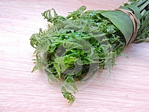 Vegetable Fern photo