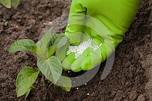 Vegetable fertilizer photo