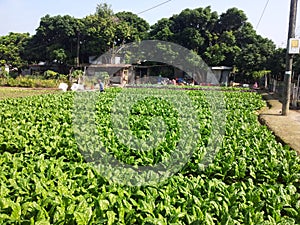 Vegetable field